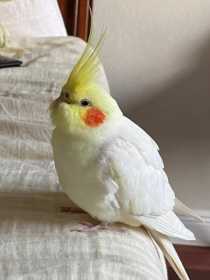 Found Cockatiel