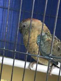 Found Red Rump Parakeet