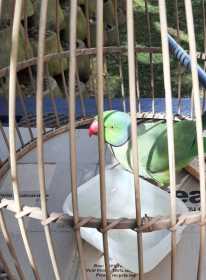 Found Indian Ringneck Parakeet