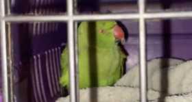 Found Indian Ringneck Parakeet