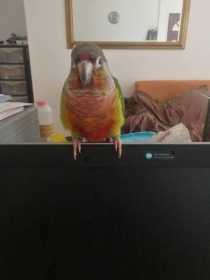 Found Conure