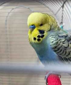 Found Budgerigar