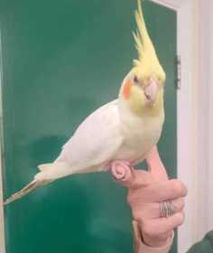 Found Cockatiel