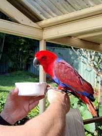 Found Eclectus