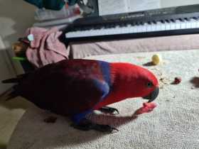 Found Eclectus