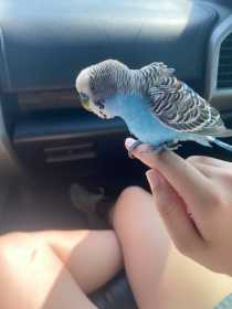 Found Budgerigar