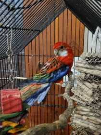 Found Rosella