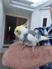 Found Cockatiel