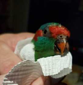 Found Lory / Lorikeet