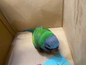 Found Derbyan Parakeet