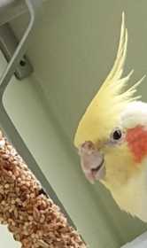 Found Cockatiel