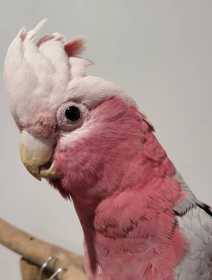 Found Galah Cockatoo