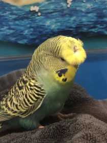 Found Budgerigar