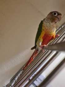 Found Conure