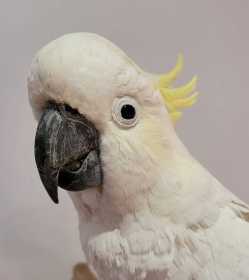 Found Cockatoo