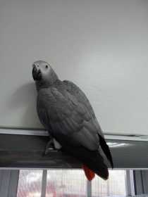 Found African Grey