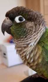 Found Conure