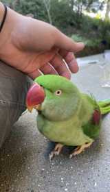 Found Alexandrine