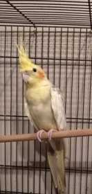 Found Cockatiel