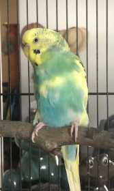 Found Budgerigar