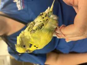 Found Budgerigar