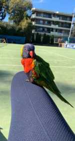 Found Lory / Lorikeet