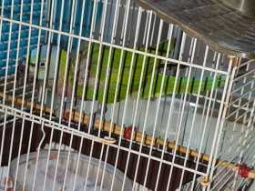 Found Mustached / Moustached Parakeet