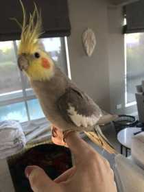 Found Cockatiel