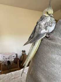 Found Cockatiel