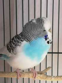 Found Budgerigar