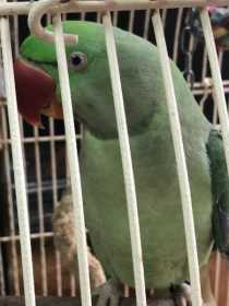 Found Alexandrine