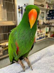 Found Eclectus