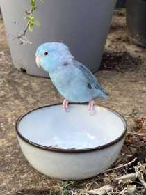 Found Parrotlet