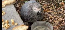 Found African Grey