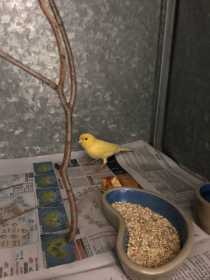Found Canary