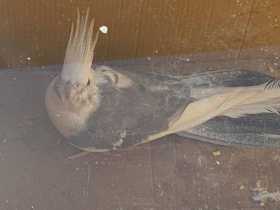 Found Cockatiel