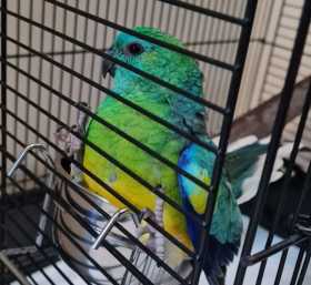 Found Red Rump Parakeet