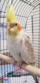 Found Cockatiel