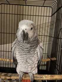 Found African Grey