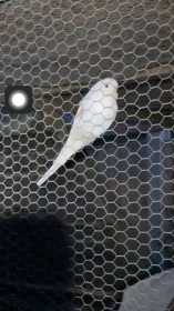 Found Budgerigar