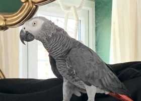 Found African Grey