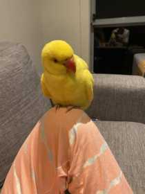 Found Indian Ringneck Parakeet