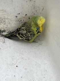 Found Budgerigar