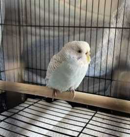 Found Budgerigar