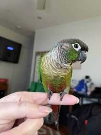 Found Conure