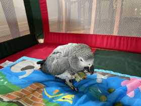 Found African Grey