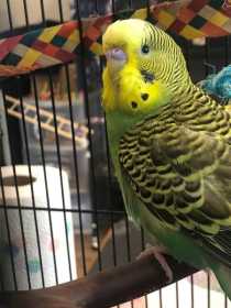 Found Budgerigar