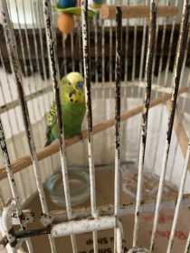 Found Parakeet