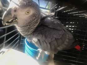 Found African Grey