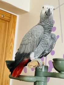 Found African Grey